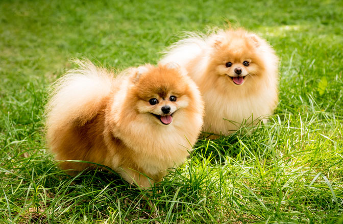 cute two pomeranian dogs