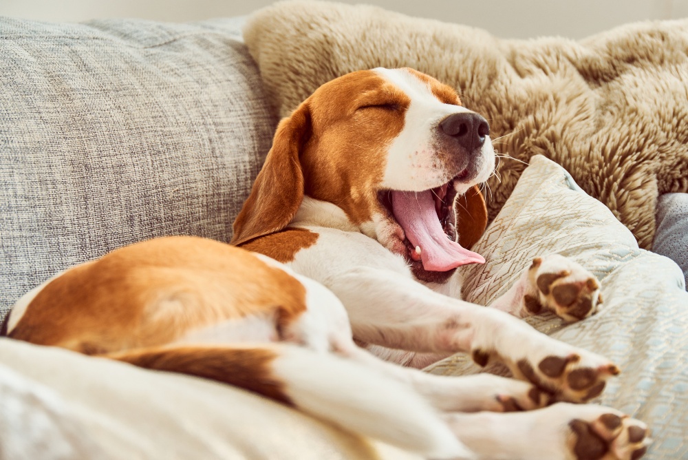 beagle dog sleeping on couch