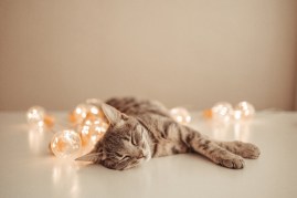 cat with string lights