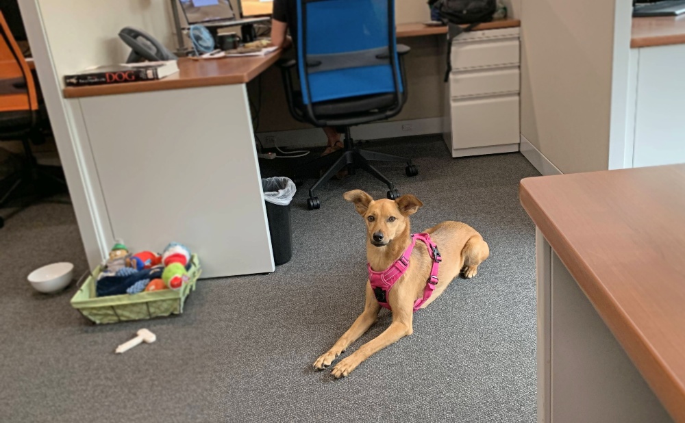 dog in the office