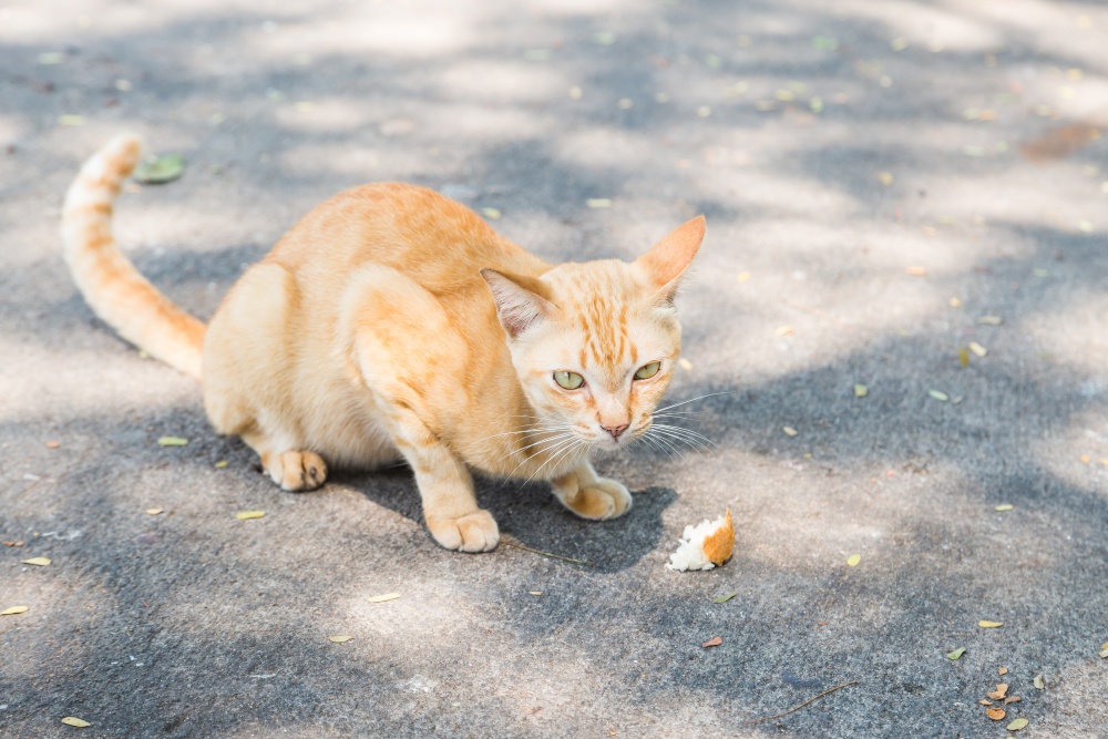 outdoor cat with bread