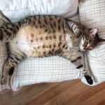 pregnant cat on couch