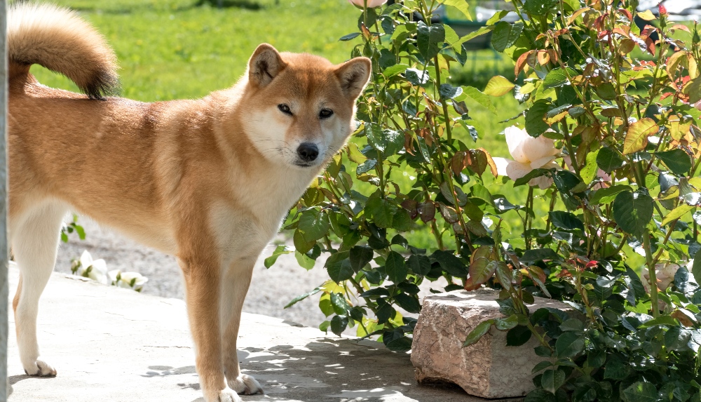 tan shiba inu dog by garden