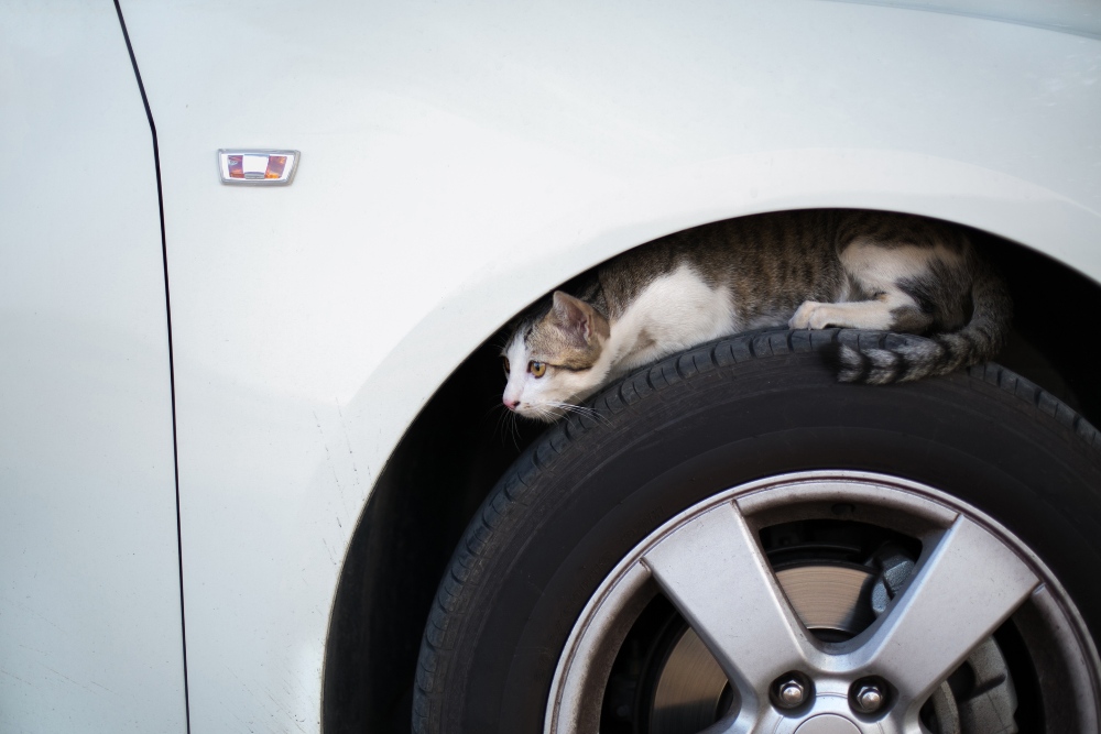 Cat in a tire well