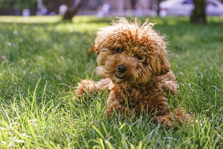 Maltipoo laying in grass 