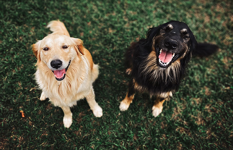 happy, relaxed dogs 