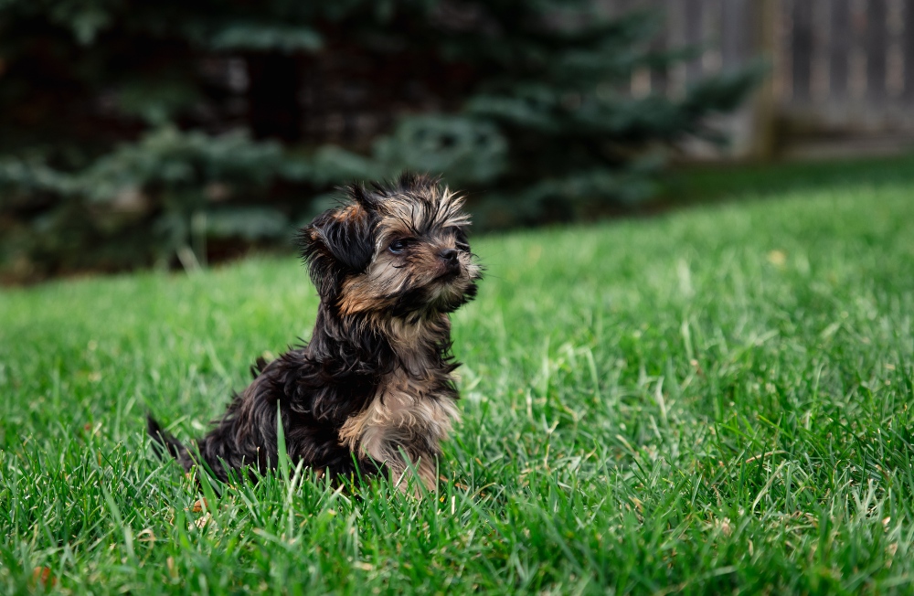small shaggy yorkie dog in grass