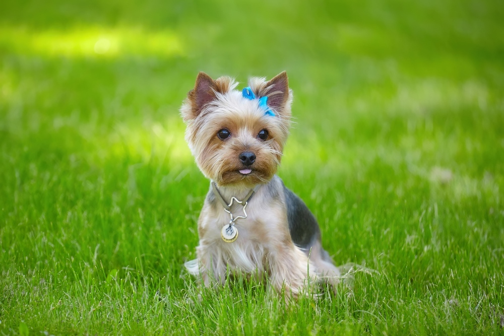 teacup-yorkie-dog-in-grass-1