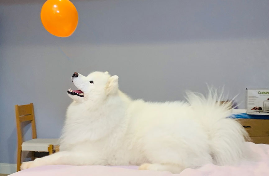 Samoyed dog with balloon