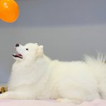 Samoyed dog with balloon