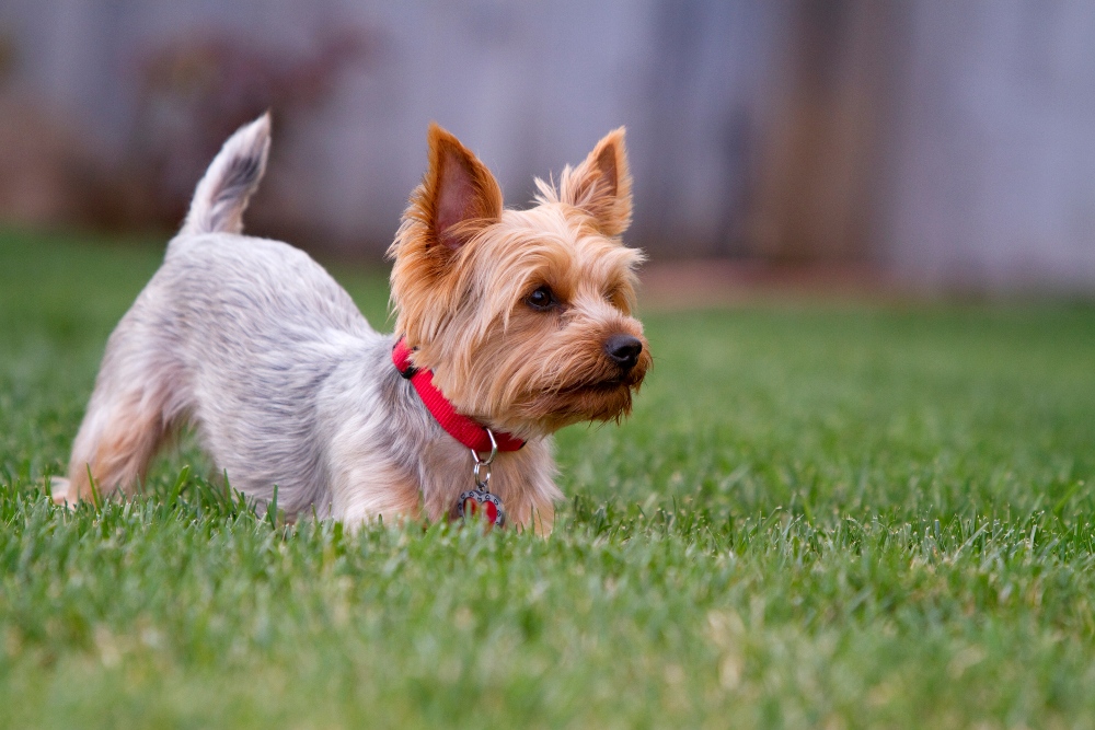 yorkie dog play bow in grass