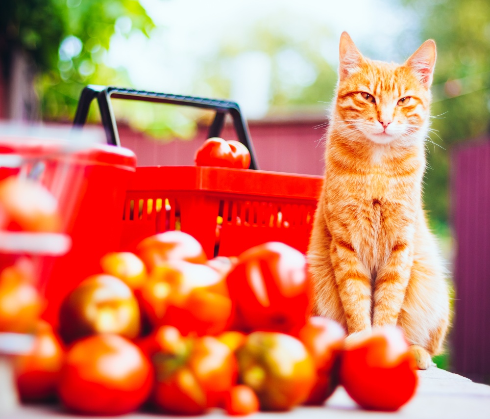 orange cat with tomatoes
