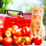 orange cat with tomatoes