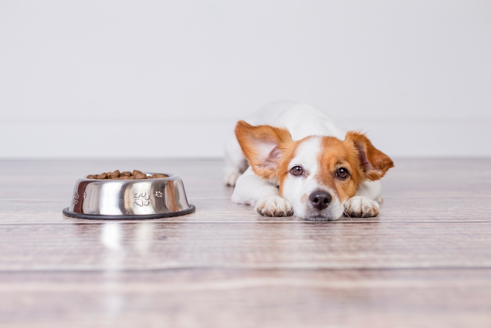 How Long Can Your Dog Go Without Eating? 