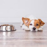 dog next to food bowl