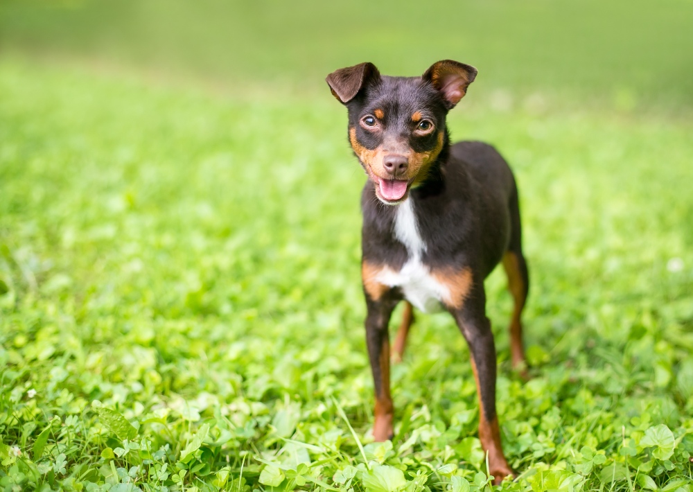Miniature Pinscher Breed Guide & Pet Insurance Plan | Healthy Paws Pet  Insurance