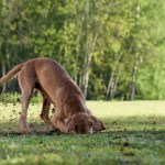 brown dog digging outside