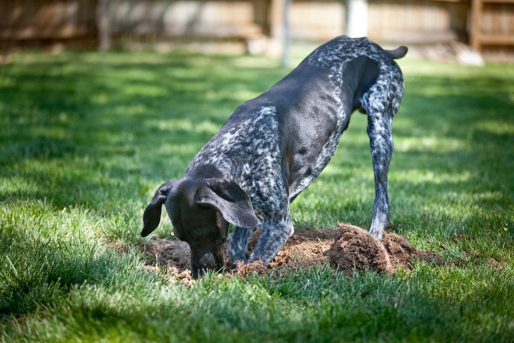 black spotted dog digging outside in grass