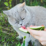 gray cat eating watermelon