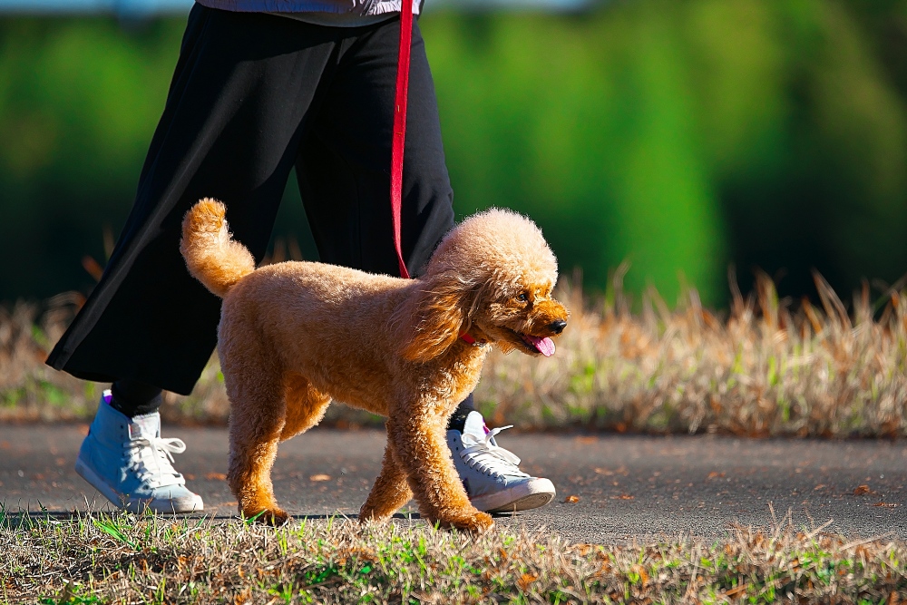 light brown miniature poodle dog walking