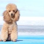 Miniature poodle. Outdoor portrait on the blue sky