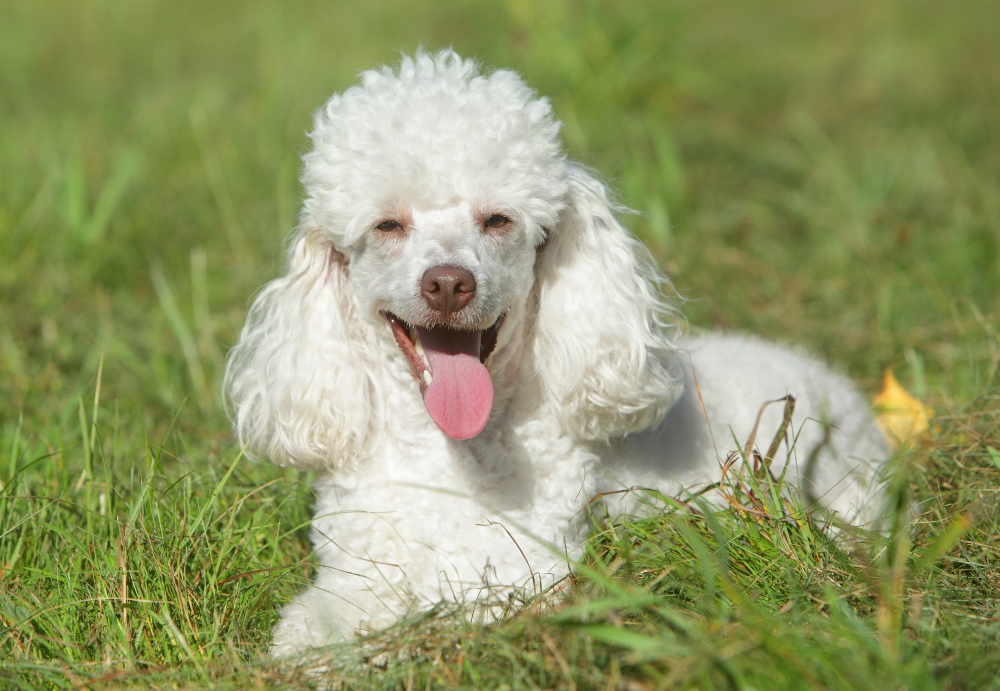 White Miniature Poodle puppy lying in grass.