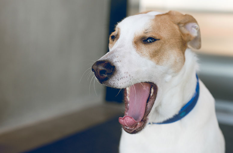 overdrive effekt Windswept Why Does My Dog Yawn So Much? | Healthy Paws Pet Insurance