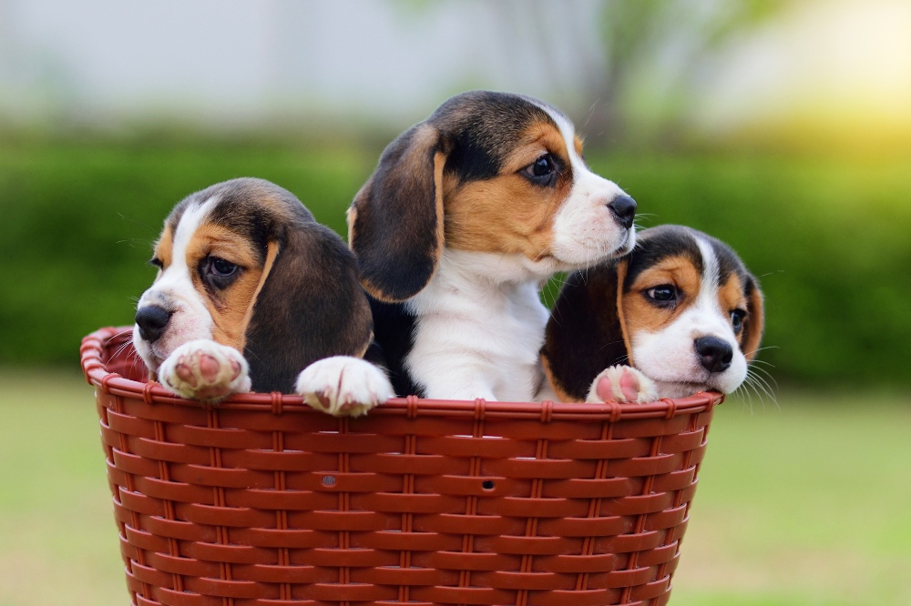 basket of beagle puppies