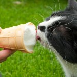 black cat licking ice cream cone
