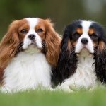 Two cavalier King Charles spaniels