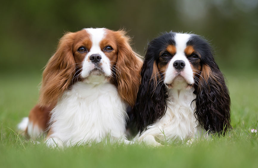 Two cavalier King Charles spaniels