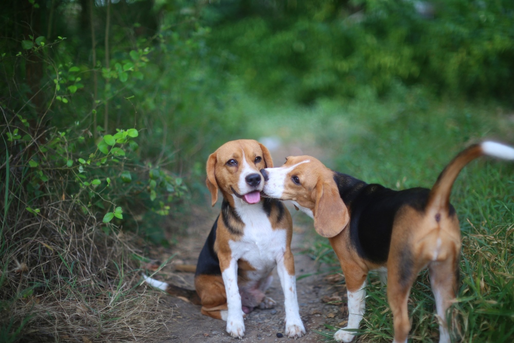 two beagle dogs outside