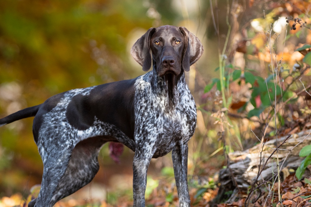 German shorthaired pointer dog in the woods
