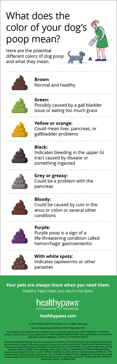 Infographic: What does the color of your dog's poop mean? 