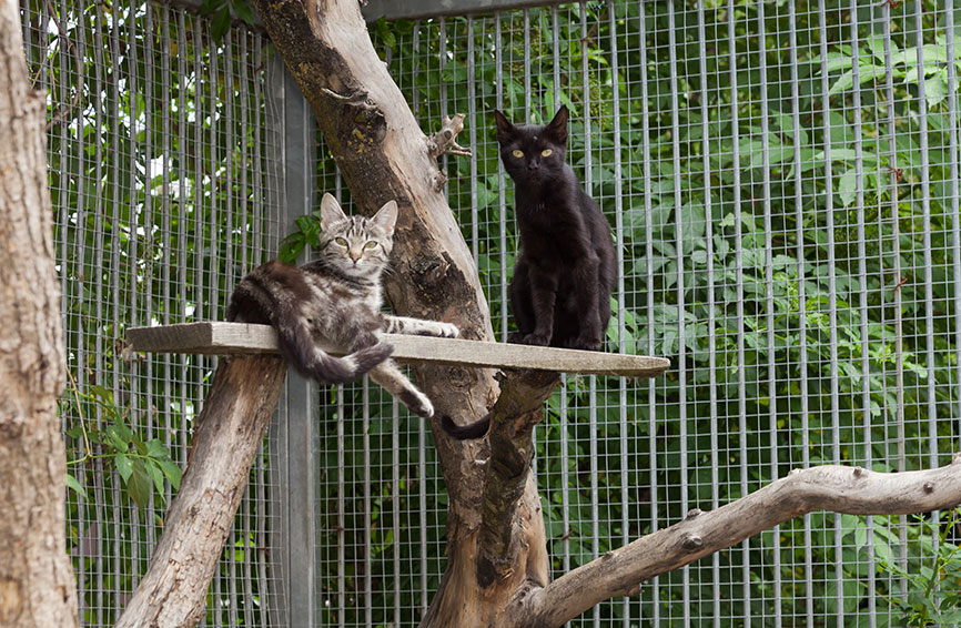 Cats in an enclosure on a tree