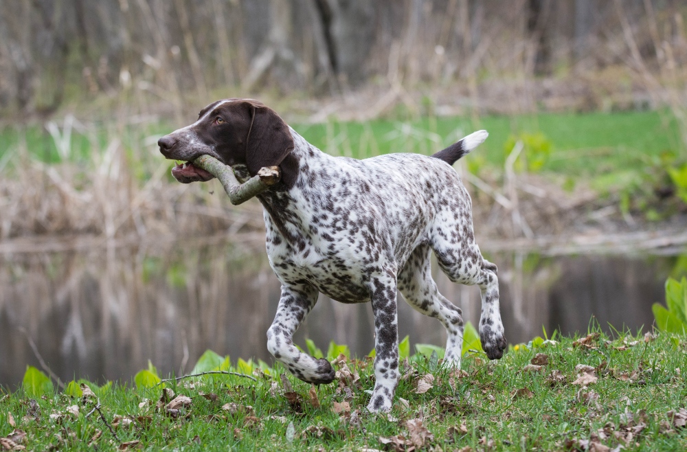 german shorthaired pointer running with a stick