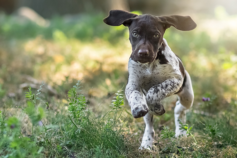 german shorthaired pointer puppy running