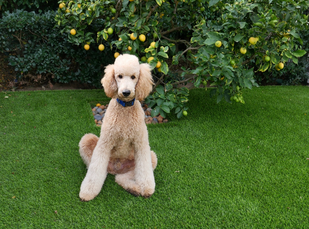 tan poodle sitting in grass by tree