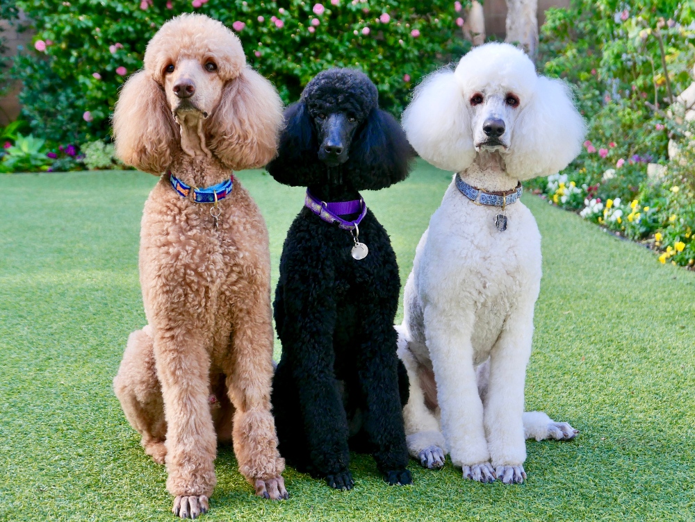 three dogs brown black and white poodles