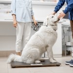 white fluffy dog on scale at vet office