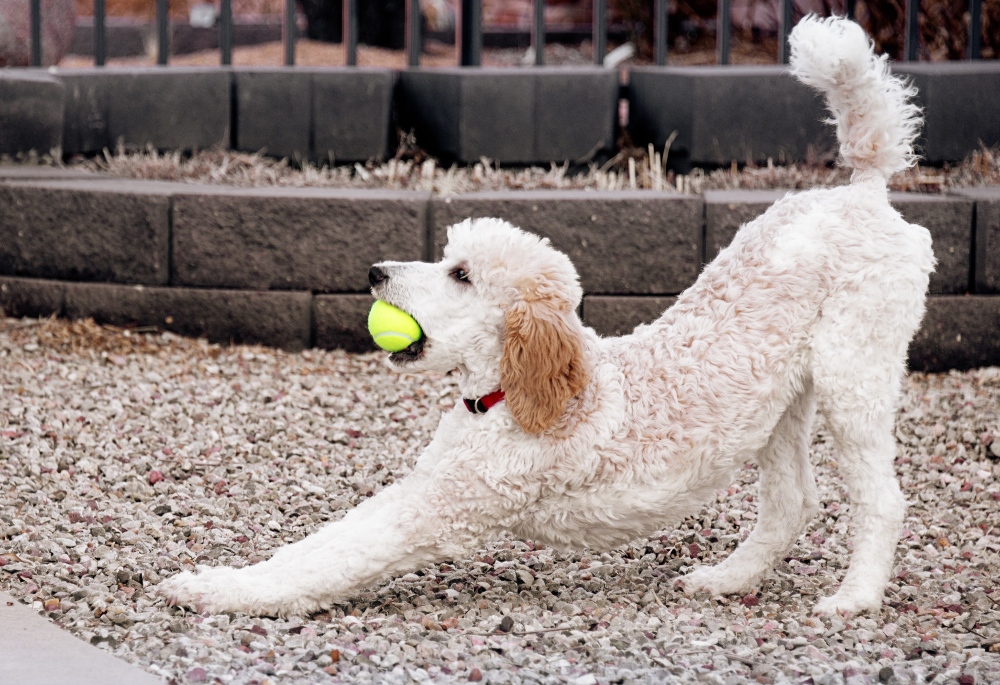 white poodle stretching with ball
