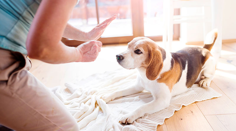 A beagle training with a treat