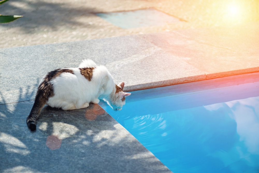 cat at edge of swimming pool