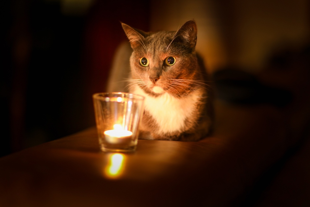 gray cat next to candle