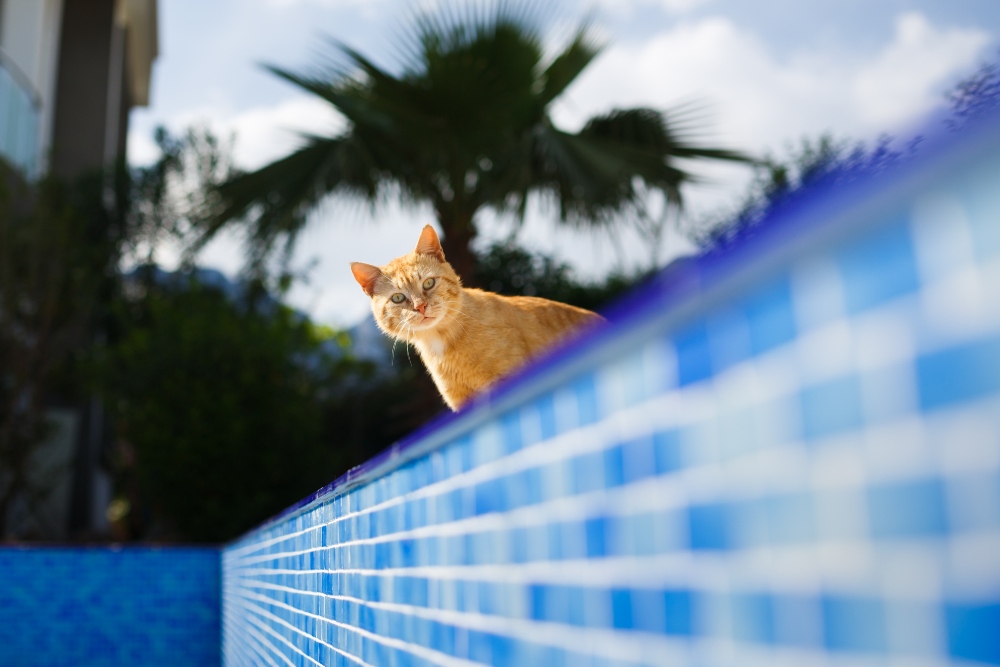 Le chat rouge effrayé regarde à l'intérieur de la piscine vide