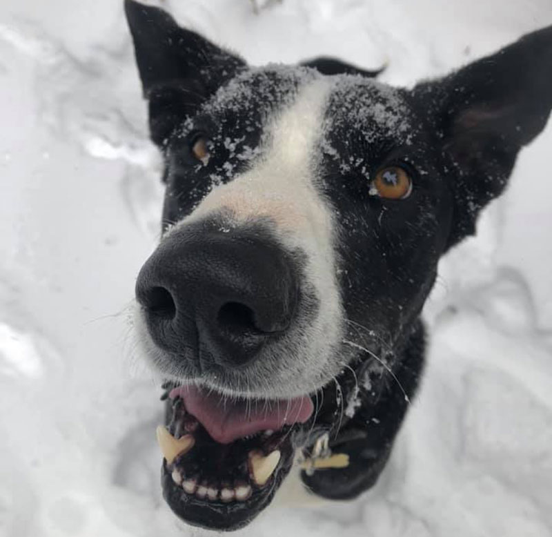 Black and white dog in the snow