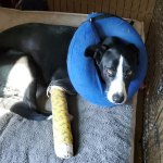 Dog with cast on his leg