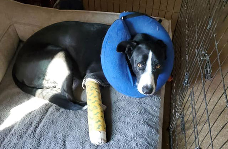 Dog with cast on his leg