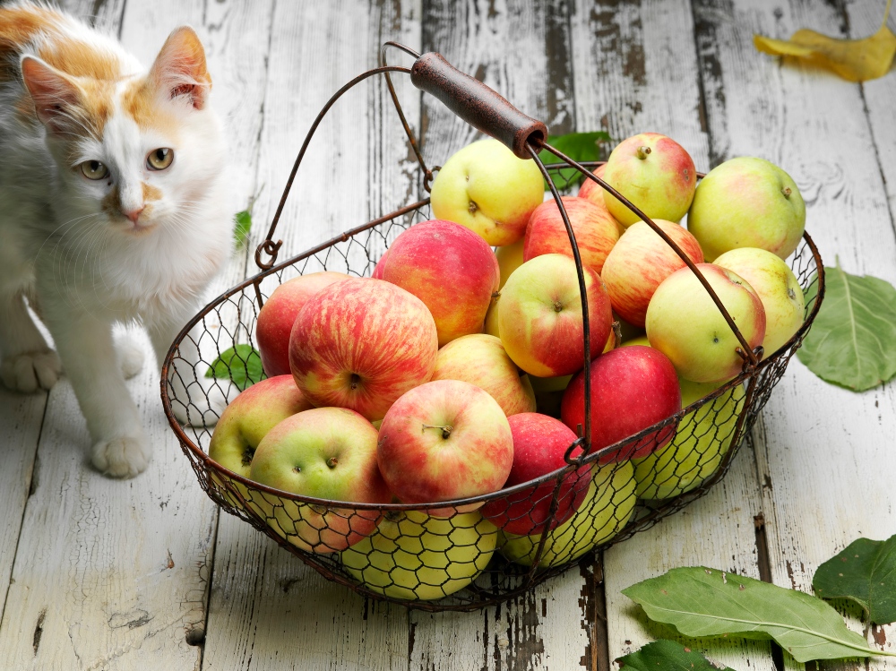 cat with basket of apples