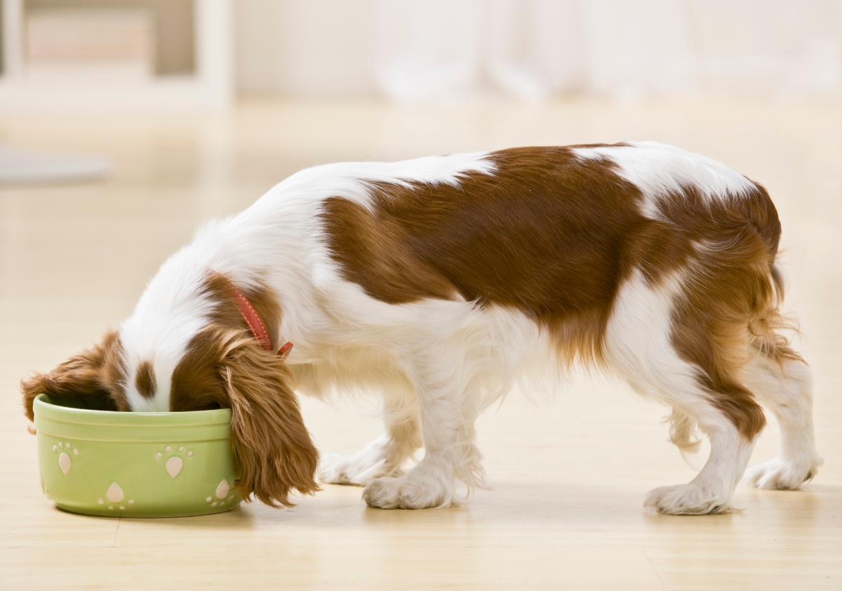 dog eating out of food bowl